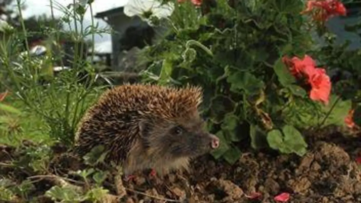 L'hôtel des hérissons