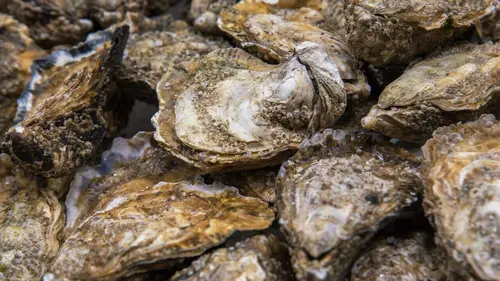 L'huître creuse colonise la mer des Wadden