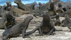 L'iguane marin des Galápagos
