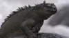 2017 • L'iguane marin des Galápagos : Une mystérieuse disparition