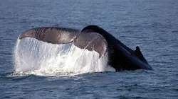 L'île aux baleines du docteur Poole