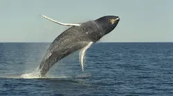 L'île aux baleines du docteur Poole
