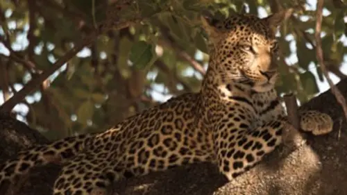 L'île aux léopards
