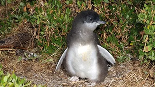 L'île aux petits manchots E01 De l'amour dans l'air
