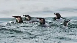 Visuel de L'île aux petits manchots