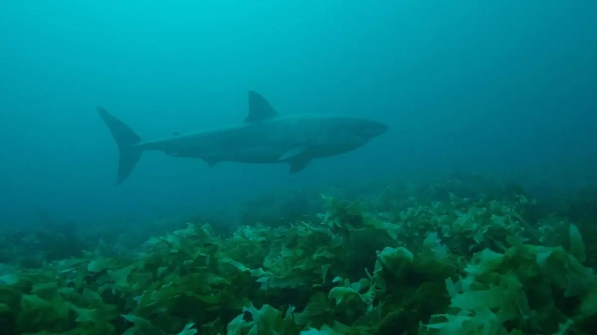 L'île aux requins : frères de sang