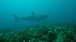 L'île aux requins : frères de sang