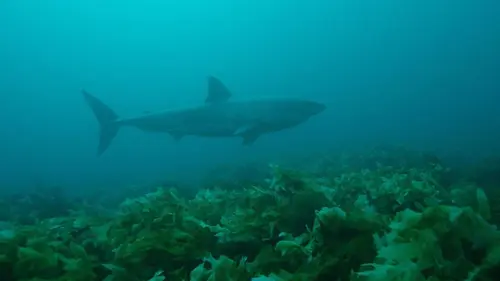 L'île aux requins : frères de sang