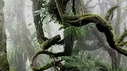 Visuel de L'île continent