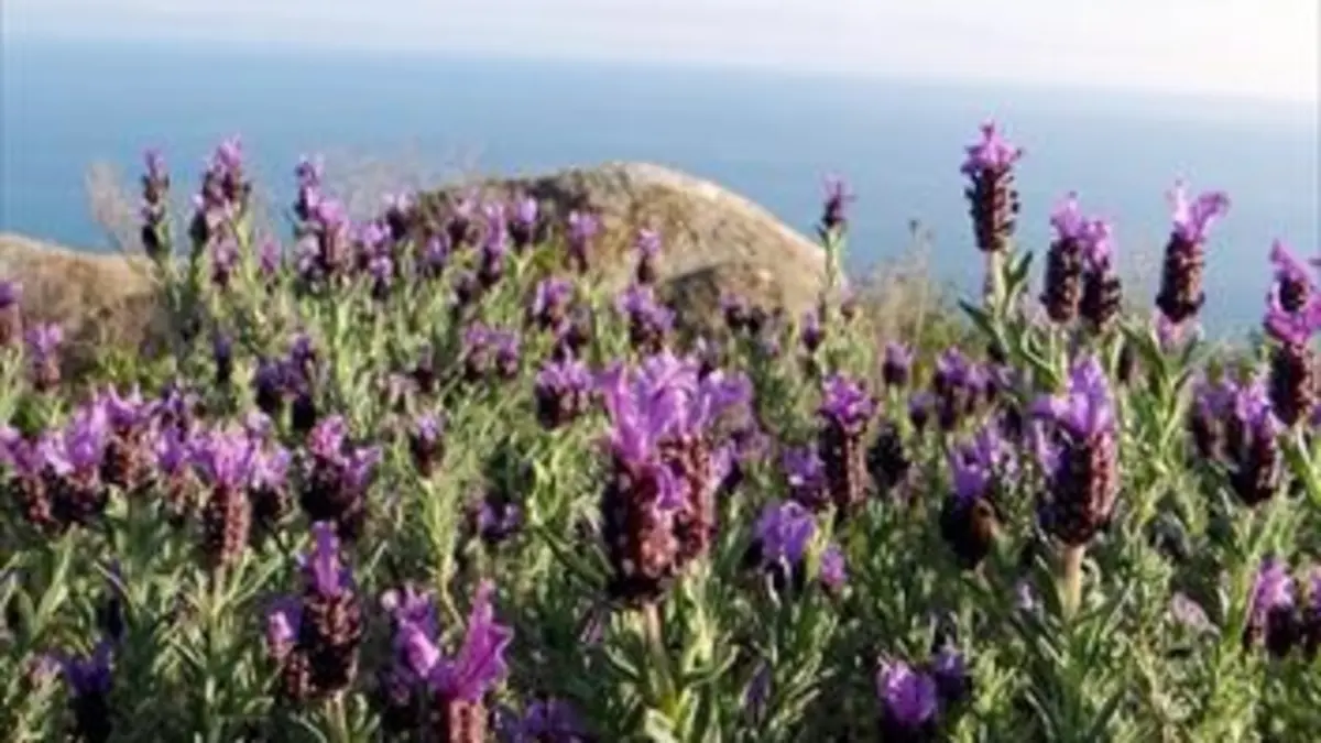 L'île d'Elbe sauvage
