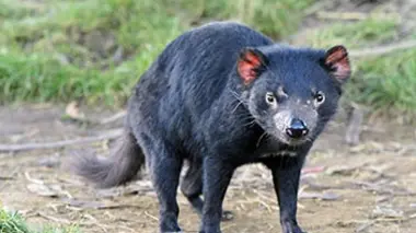 Un été sur l'île aux diables