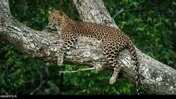 L'île de la mousson E02 L'île aux oiseaux