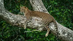 L'île de la mousson E02 L'île aux oiseaux