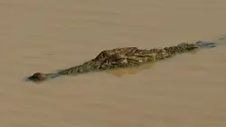 L'île de la mousson E02 L'île aux oiseaux