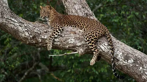 L'île de la mousson L'île aux oiseaux