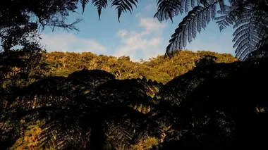 L'île de La Réunion : Laboratoire de l'évolution