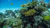 2016 • L'île de Vamizi, un sanctuaire naturel