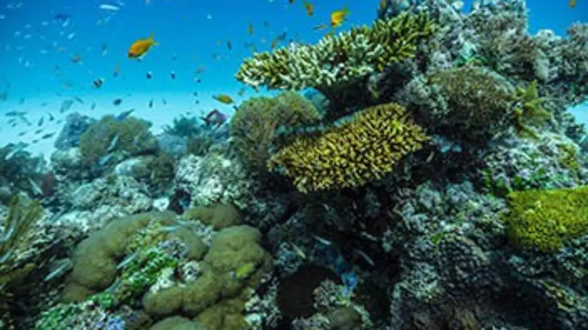 L'île de Vamizi, un sanctuaire naturel