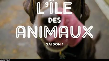 L'île des animaux