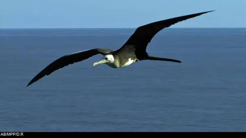 L'île des frégates