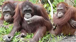 Visuel de L'île des orangs-outans