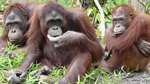 L'île des orangs-outans E05
