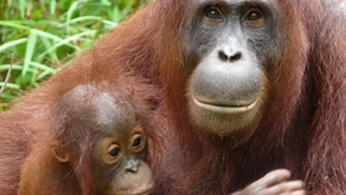 L'île des orangs-outans E09