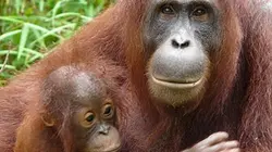 Sur Ushuaïa TV à 22h50 : L'île des orangs-outans