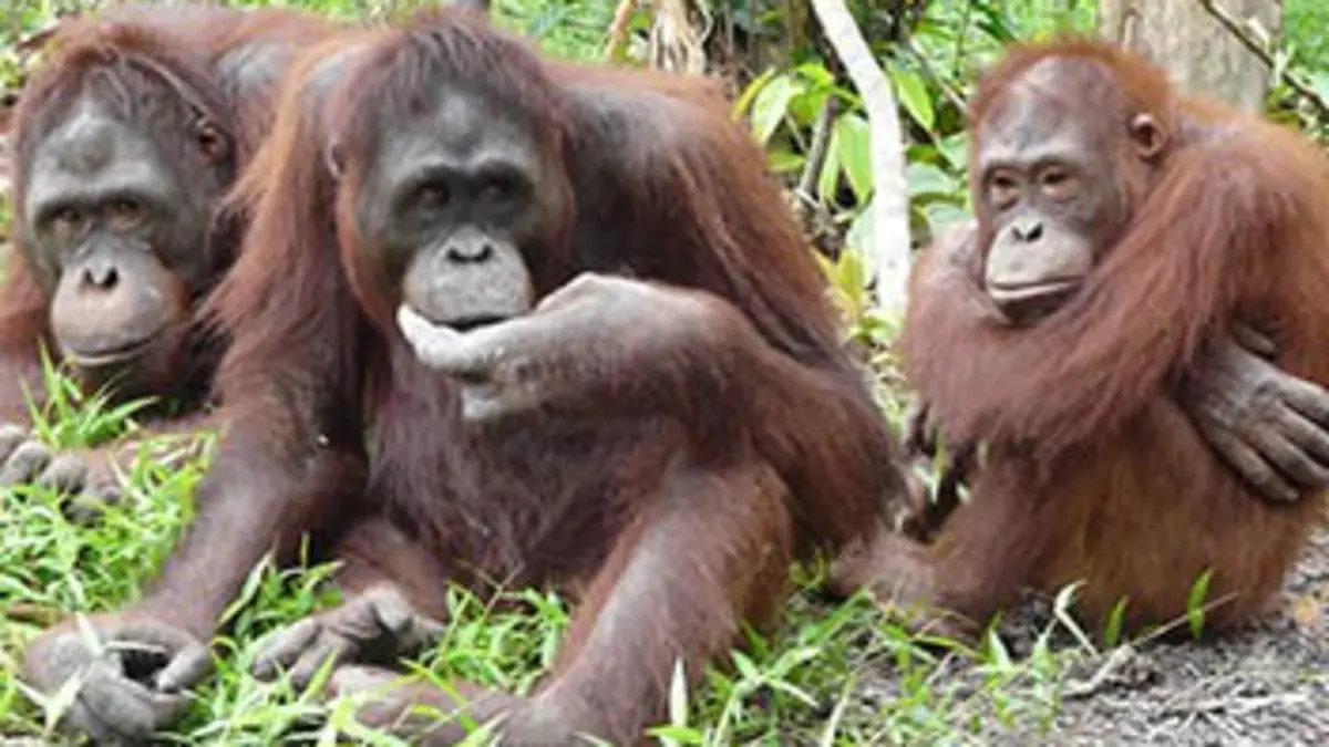 L'île des orangs-outans E06