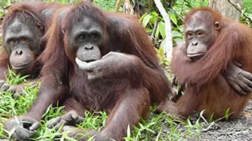 L'île des orangs-outans E06