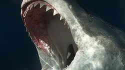 Sur Discovery Channel à 22h25 : L'île des requins géants