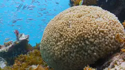 L'île Iriomote : Un paradis tropical au Japon