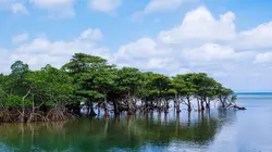 Visuel de L'île Iriomote : Un paradis tropical au Japon