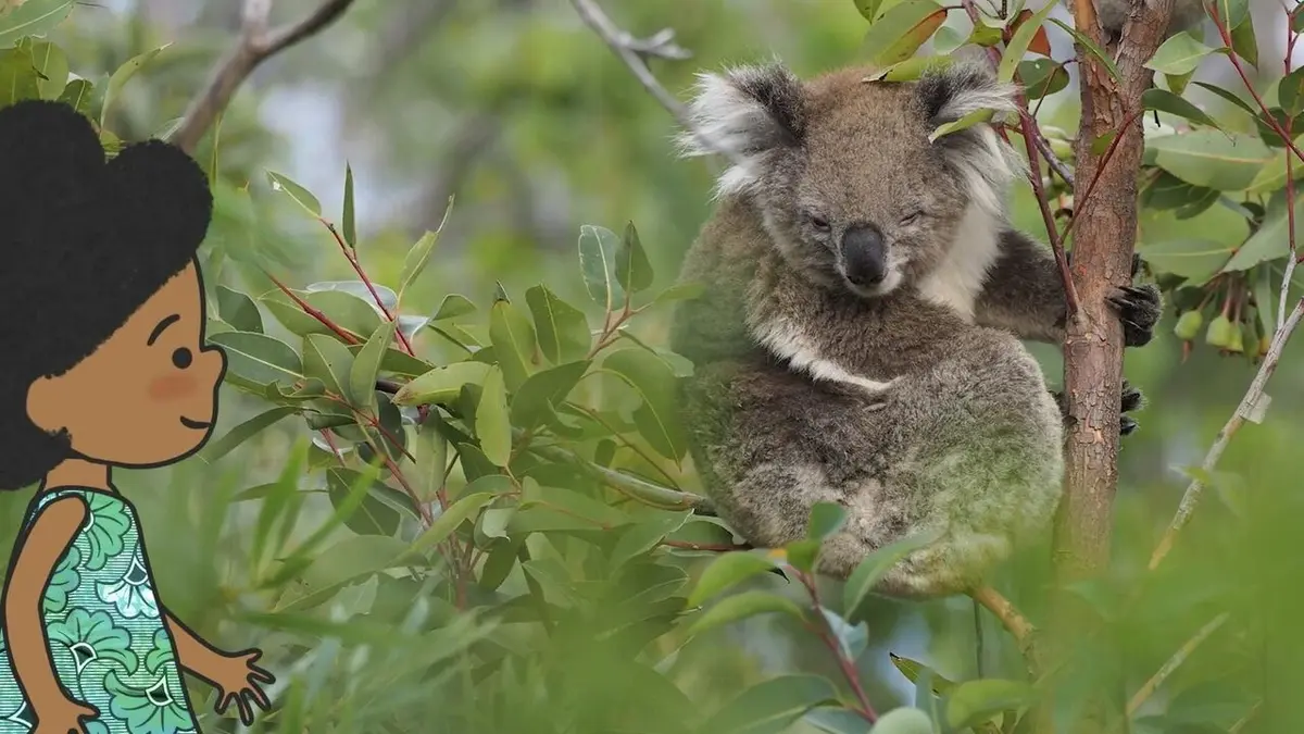 L'imagier animé de Koumi S01E25 Voici un lémurien