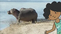 L'imagier animé de Koumi