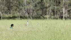 L'imagier animé de Koumi