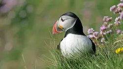 L'imagier animé de Koumi