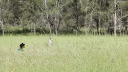 L'imagier animé de Koumi  S01E40 Un kangourou