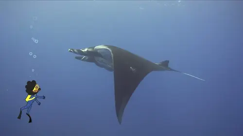 L'imagier animé de Koumi S01E08 Une raie manta