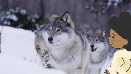 L'imagier animé de Koumi S01E10 Un loup