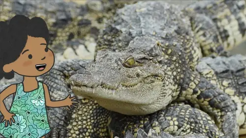 L'imagier animé de Koumi S01E12 Un crocodile