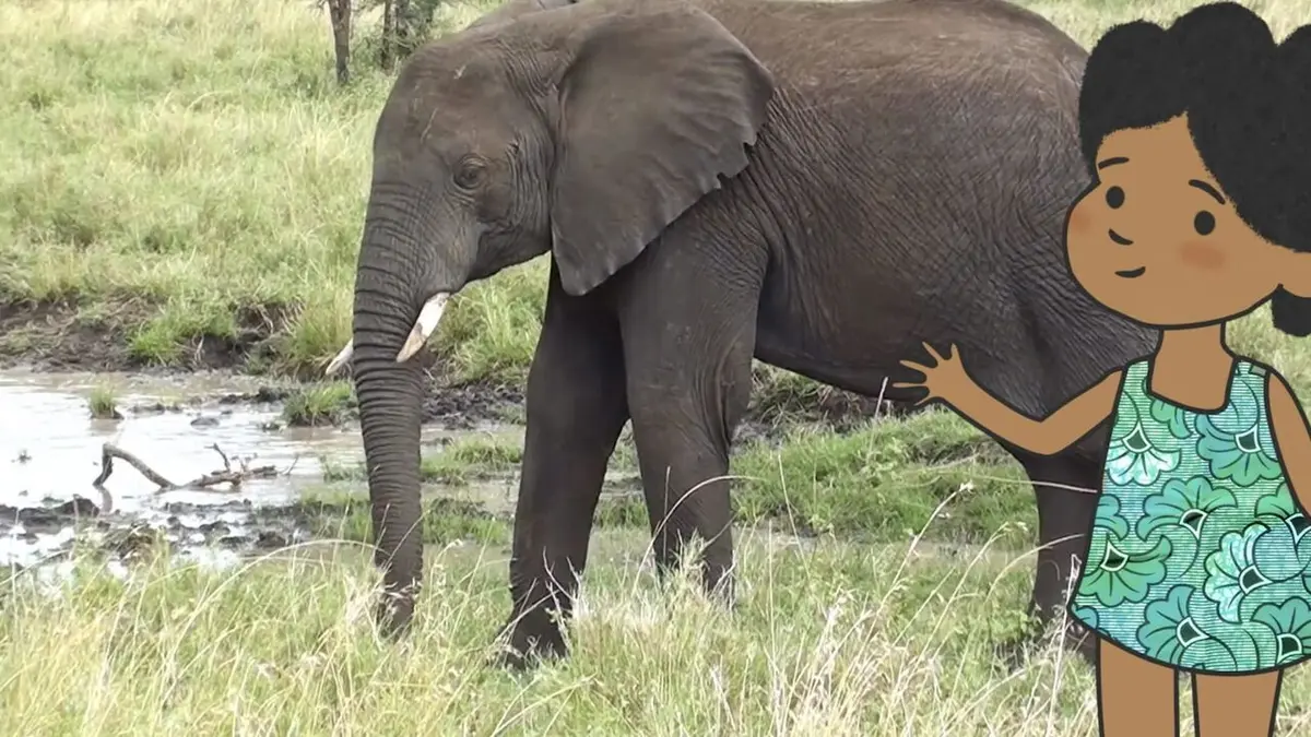 Visuel de L'imagier animé de Koumi S01E47 Le toucan