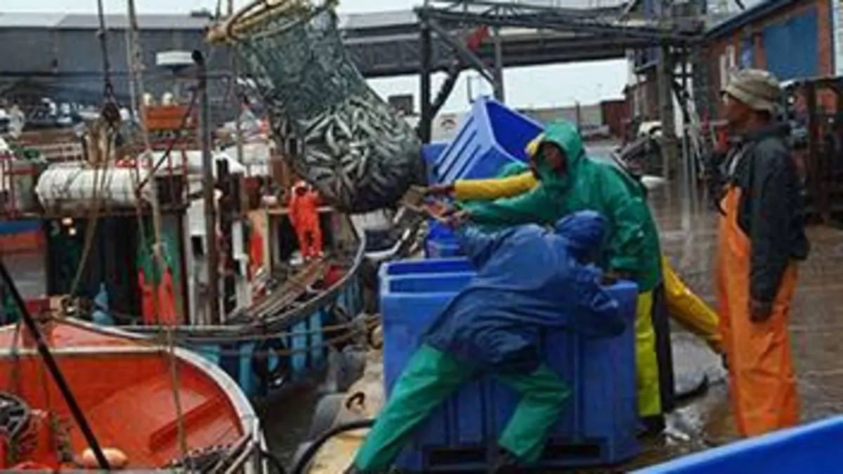 L'impact du Sardine Run sur l'océan