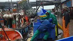 Visuel de L'impact du Sardine Run sur l'océan