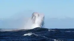 L'impact du Sardine Run sur l'océan