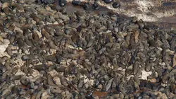 Visuel de L'impact du Sardine Run sur l'océan