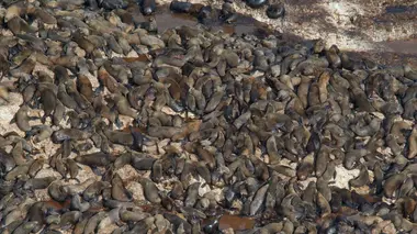 L'impact du Sardine Run sur l'océan