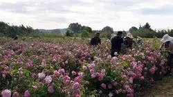 L'important, c'est la rose