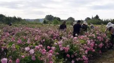 L'important, c'est la rose