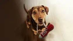 L'incroyable aventure de Bella